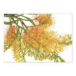 Greetings Card - Nuytsia floribunda Christmas Tree - Western Australia