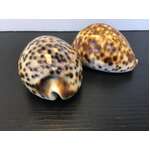 VINTAGE Tiger Cowrie Seashells | Lot of 2 | 8 cm Long