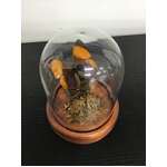 Marpesia Marcella Purple Daggerwing Butterfly in Glass Dome