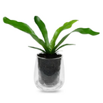 Self Watering Glass Plant Pot - Large Tall - Cup of Flora