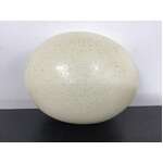 Blown Ostrich Egg - 14.5 cm Tall 