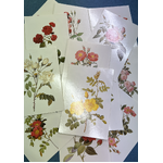 VINTAGE 1993 Pierre-Joseph Redoute (1759-1840) - 15 Rose Postcards - Bloomsbury Books