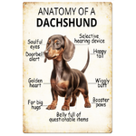 Anatomy of a Dachshund -  Retro Tin Sign - 20 x 30 cm Portrait
