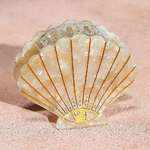 Kingston Jewellery Cream Sea Shell Acetate Hair Claw Clip