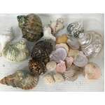 VINTAGE Seashells | 1.2 Kg Lot 