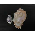 VINTAGE Carved Shells x 2 | Kangaroo & Birds 