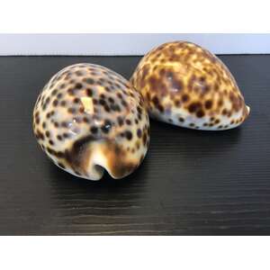 VINTAGE Tiger Cowrie Seashells | Lot of 2 | 8 cm Long