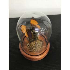 Marpesia Marcella Purple Daggerwing Butterfly in Glass Dome
