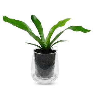 Self Watering Glass Plant Pot - Large Tall - Cup of Flora