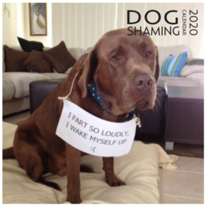 Dog Shaming Calendar 2020