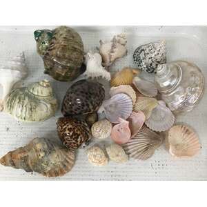 VINTAGE Seashells | 1.2 Kg Lot 